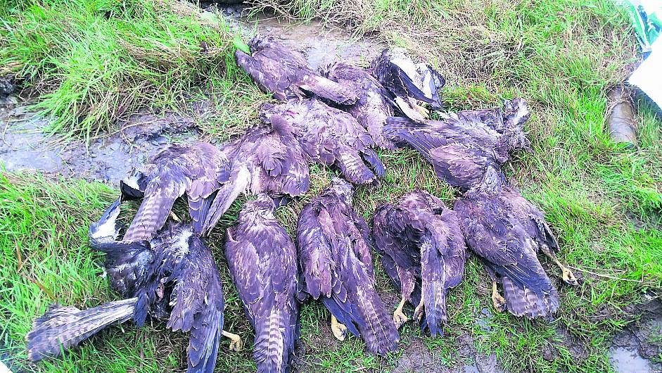 Buzzards are friends of the farmer, not an enemy – IFA Image