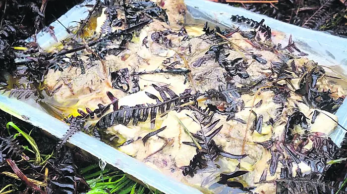 Bait trays are found after buzzard killed in Kealkil Image