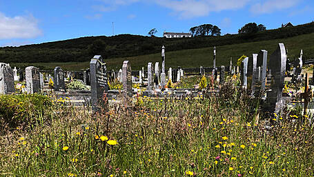 Graveyards as wild as jungles Image
