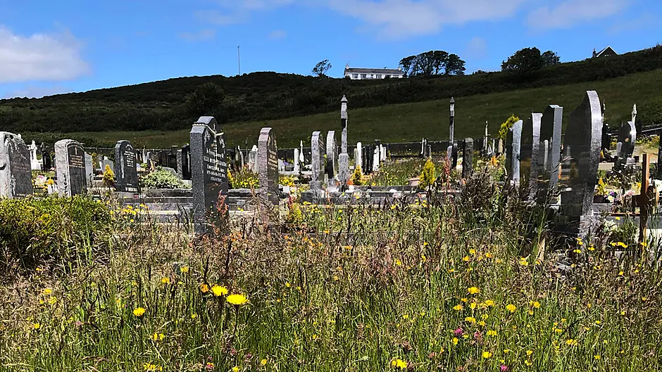 Graveyards as wild as jungles Image