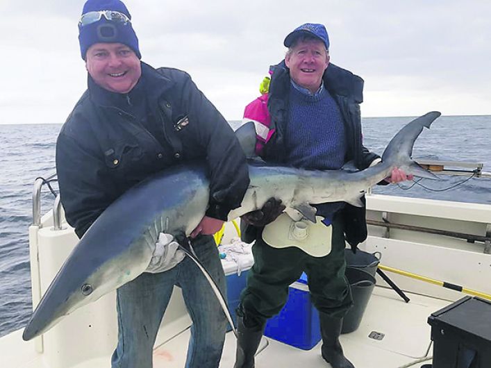 First blue sharks of year Image