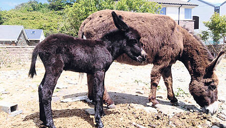 Cllr raises animal welfare concerns at Bantry halting site Image