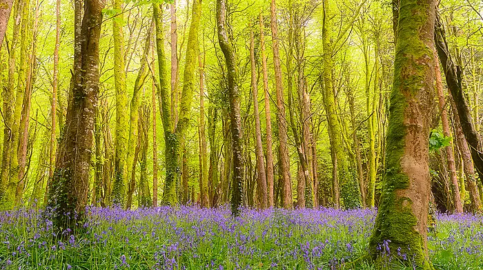 Castlefreke Woods’ bid to be included in bio-diversity scheme Image