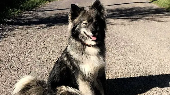 Surge in dog thefts during lockdown Image