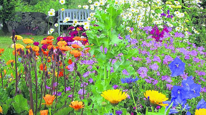 West Cork Garden Trail offers spectacular colour Image