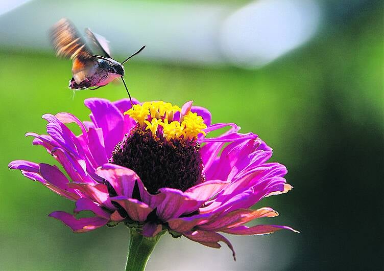 My gardening hit right note with spectacular sighting Image