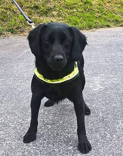 Revenue seized almost of €45,000 worth of illegal tobacco at Cork Airport Image