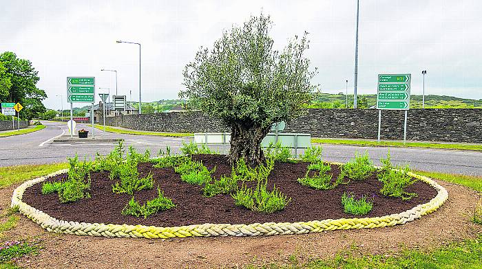 Ancient and well-travelled olive tree is the star of Skibbereen’s ‘edible’ roundabout Image