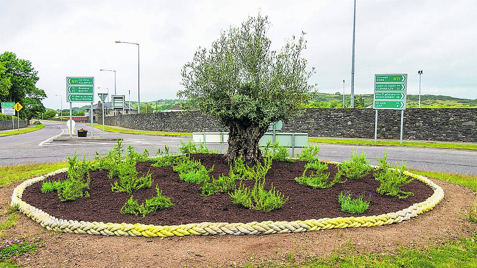 Ancient and well-travelled olive tree is the star of Skibbereen’s ‘edible’ roundabout Image