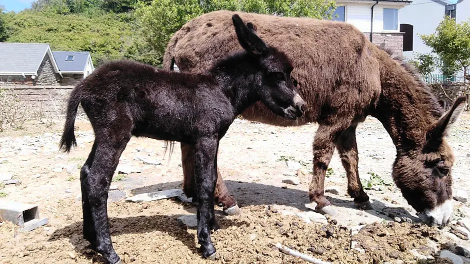 Collins was ‘vilified’ for donkey remarks Image