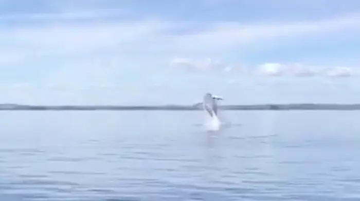 Visitors have whale of a time off Clon coast Image