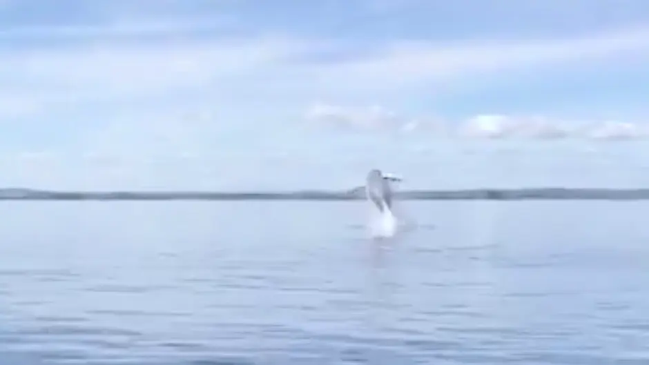 Visitors have whale of a time off Clon coast Image