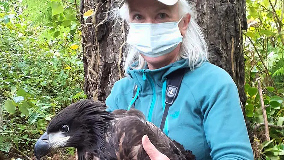 Hopes that white-tailed eagles will join ‘Dot’ Image