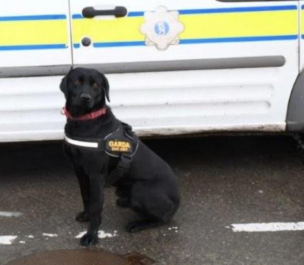 Gardaí seize almost €30,000 worth of cannabis plants in Skibberreen Image