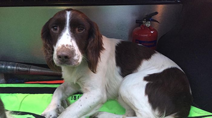 Is this your dog? One stolen dog reunited, another one seeking its owner Image