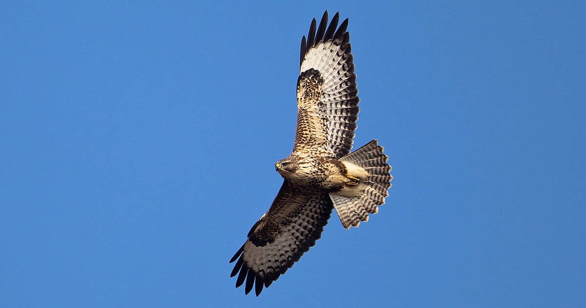 Reward of €5,000 offered for info on 23 poisoned buzzards | Southern Star