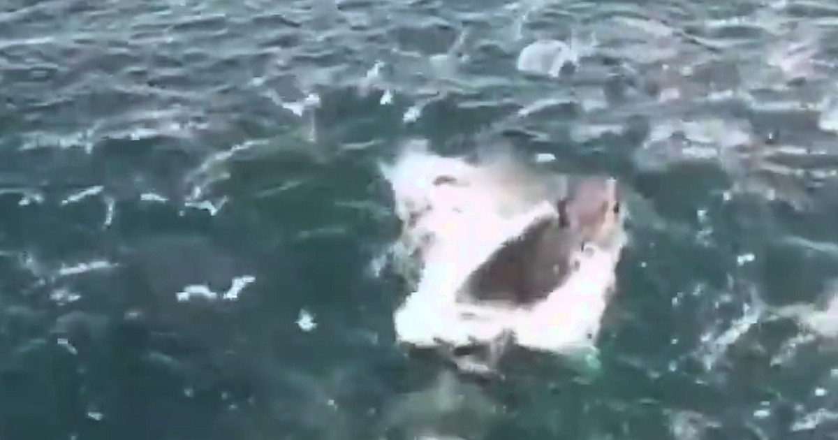 WATCH: Incredible footage of whale feeding near Courtmacsherry goes ...