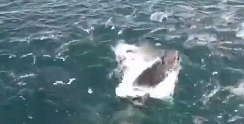 WATCH: Incredible footage of whale feeding near Courtmacsherry goes viral Image