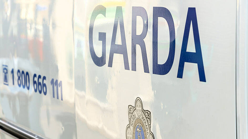 Gardaí appeal for owners of seized dogs Image