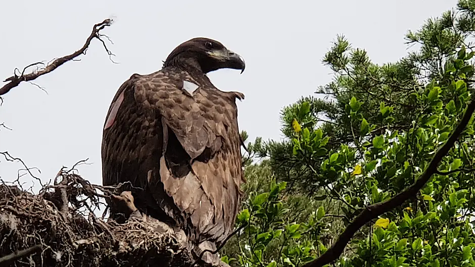 Help name Glengarriff’s eagle chick before she takes flight Image