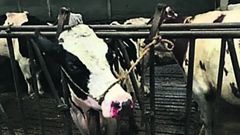 Cow bleeds from nostrils after eating bits of aluminium can Image