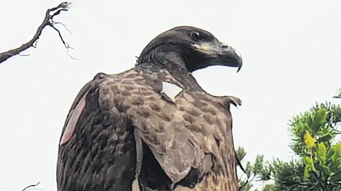 Glengarriff eagle chick named Image