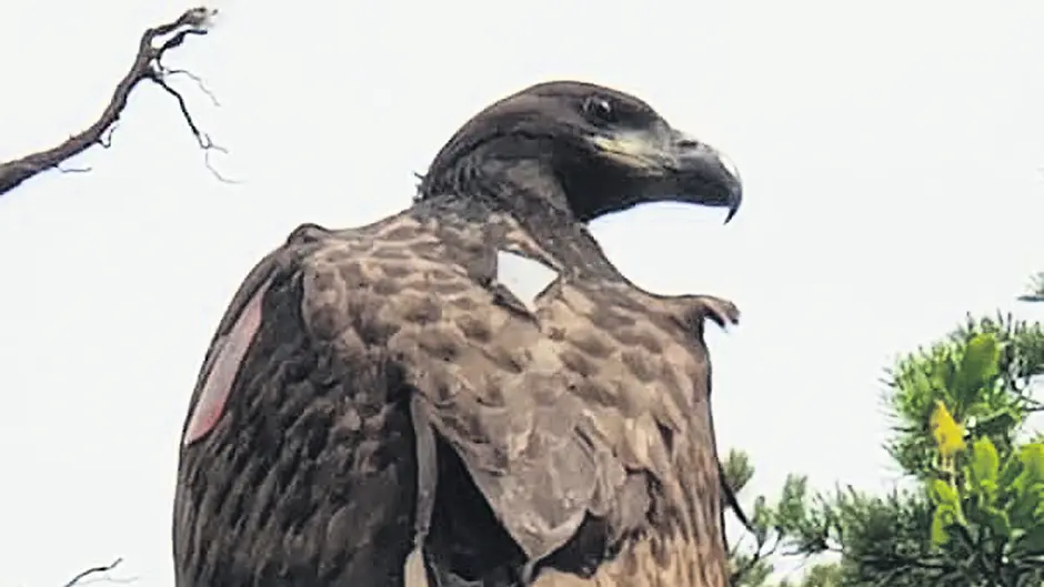 Glengarriff eagle chick named Image
