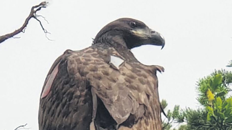 Glengarriff eagle chick named Image
