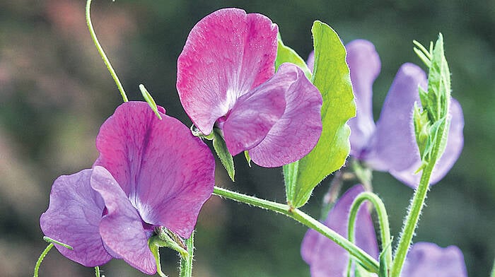 Keep on top of the garden for a while yet Image