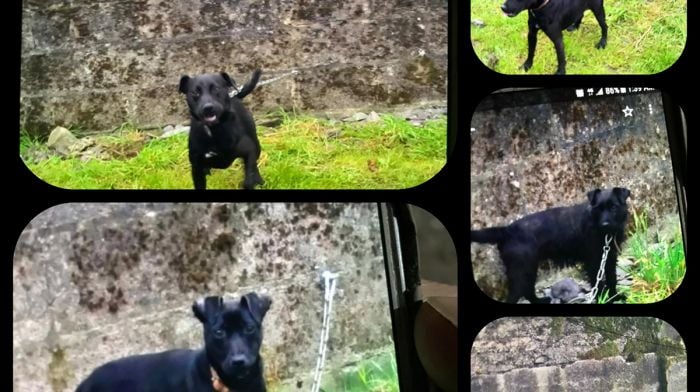 BREAKING: Eight dogs stolen from Macroom kennels last night Image