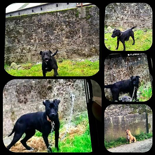 BREAKING: Eight dogs stolen from Macroom kennels last night Image