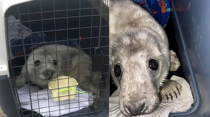 Sanctuary for seal pup abandoned by his mum Image