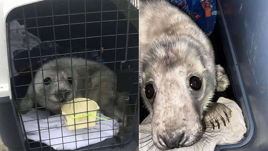 Sanctuary for seal pup abandoned by his mum Image