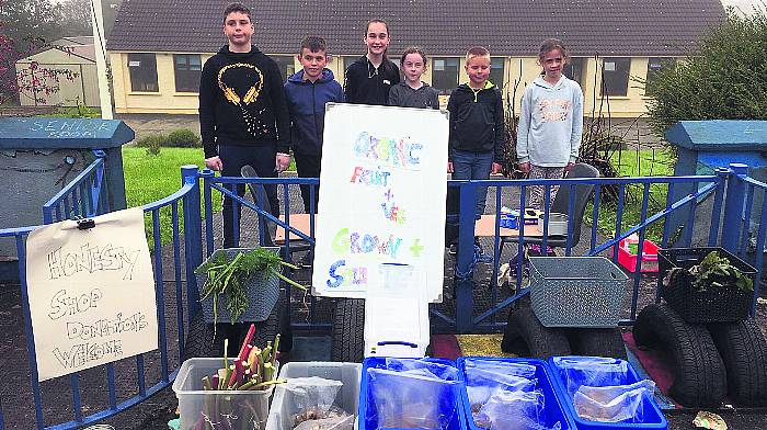 Bere Island school’s organic shop is a great idea – honestly! Image