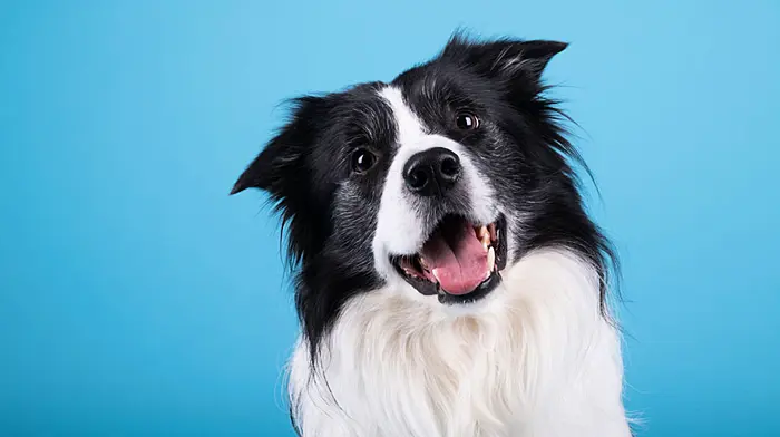 Keep tabs on your  pet dog Image