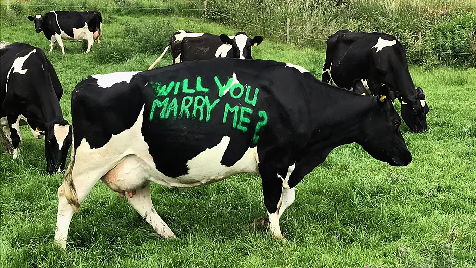 My cows get better health service than the public do – says Dunmanway Cllr Image