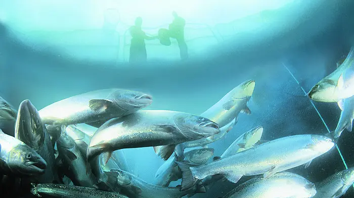 Aquaculture licence delay ‘is impacting island’ Image