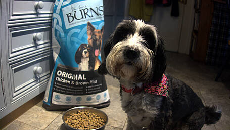 Animal charity wins year of petfood Image