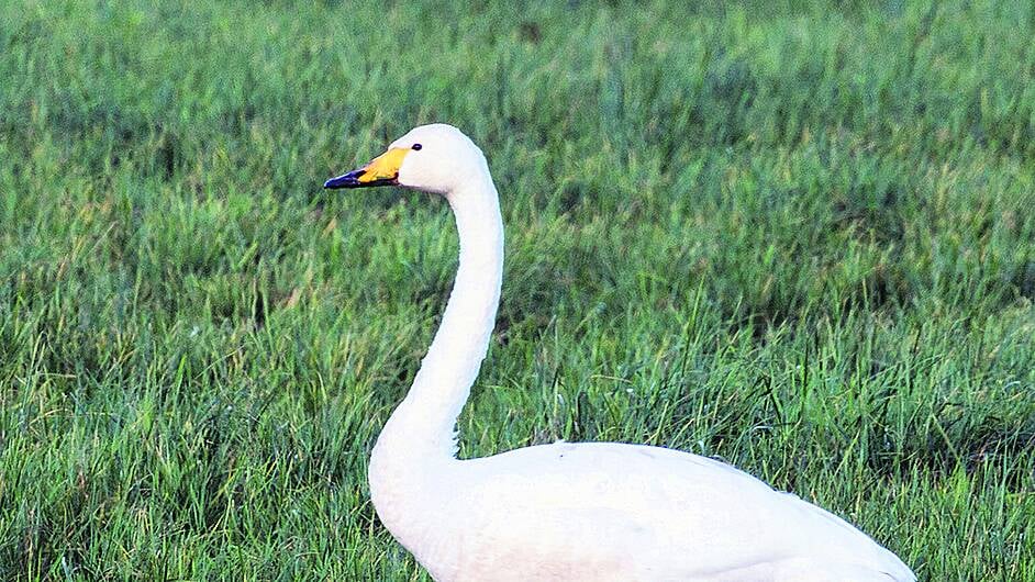 Soulful swans on the Sheeps Head Image