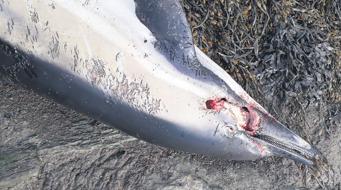 An alarming rise in dolphins washed up dead on beaches Image