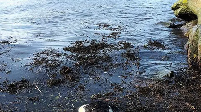 Dead calf washed up in Ring  is the third in six months Image