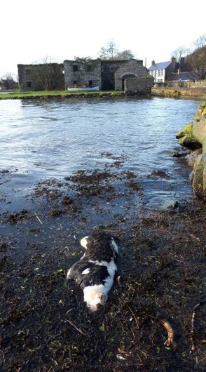 Dead calf washed up in Ring  is the third in six months Image