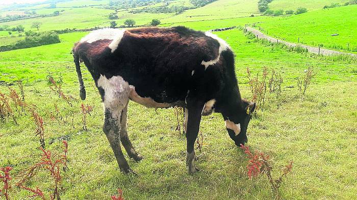 Skibb farmer issues warning about  disease that decimated his herd Image