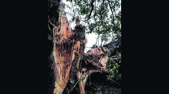 Tree surgeon horrified to see JCB rip tree apart Image