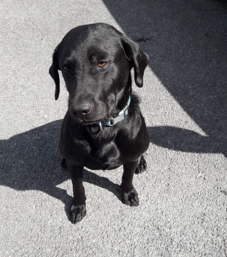 Gardaí sniff out €5,000 worth of cannabis hidden in car near Clonakilty Image