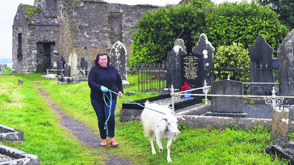 Billy ‘Goatscaping’ at Templebreedy a ‘ruminant’ success Image