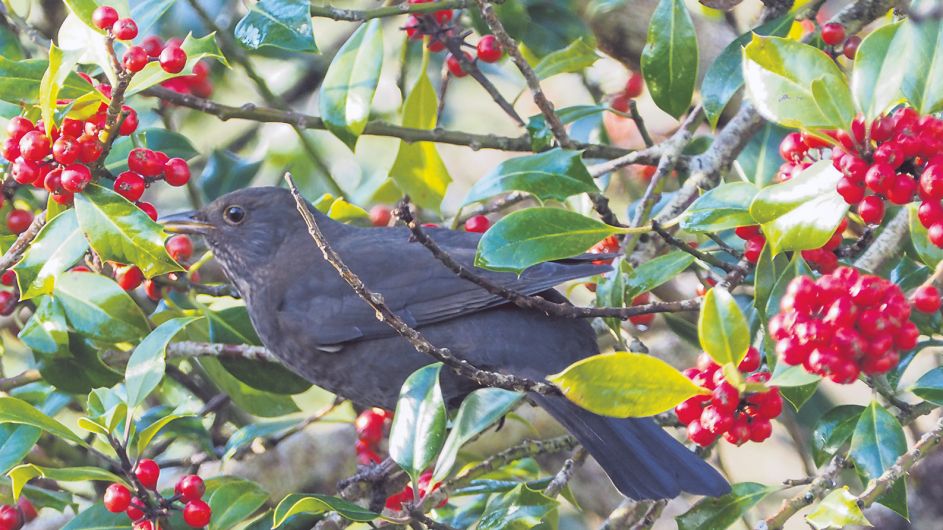 Share berry bounty with the birds Image