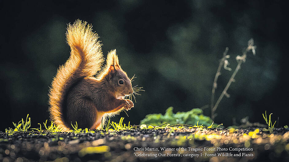 Cork winner of forestry photo competition Image