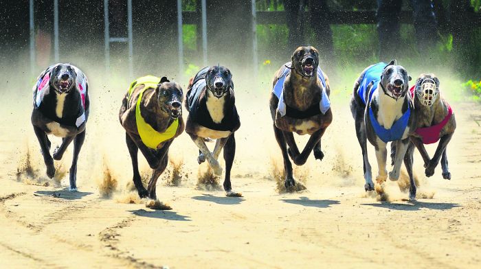 Holly and Chris at odds over greyhound cash Image