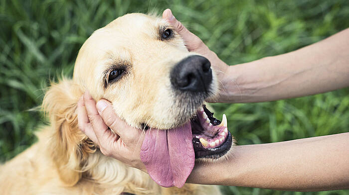 Giving a dog as a Christmas present? Image